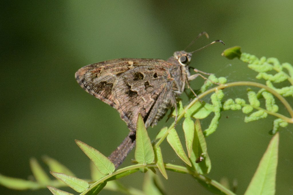 059 2015-01170810 Loxahatchee NWR, FL.JPG - Durantes Long-tailed Skipper (Urbanus dorantes). Butterfly. Loxahatchee National Wildlife Refuge, FL, 1-17-2015